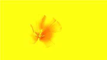 a flower prays for paradise