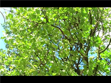 printemps -11