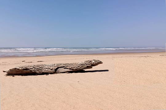 le_barracuda_ensuque