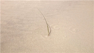 l'ombre de la solitude