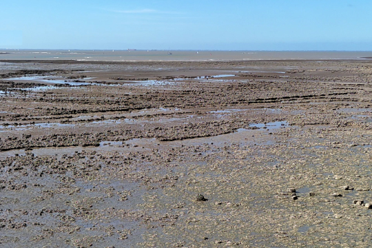 une_maree_basse_c-est_com_un_printemps_sans_paquerettes